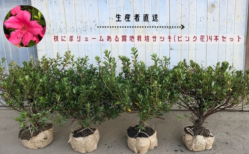 【生産者直送】枝にボリュームある露地栽培サツキ(ピンク花)4本セット [ さつき 植木 庭木 ガーデニング 常緑 低木 ] 雑貨 日用品 植物