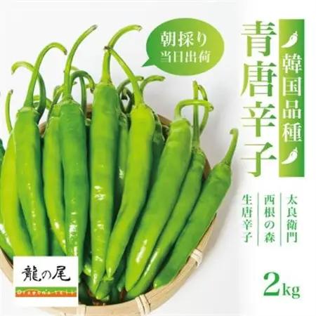 【宮城県産】生青唐辛子 龍の尾 2kgセット(500g×4袋)激辛韓国品種 西根の森|太良衛門【1702350】