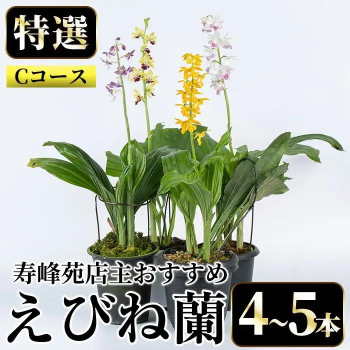 【個数限定】寿峰苑特選えびね蘭　標準Cコース（4本～5本）【00-045-03】