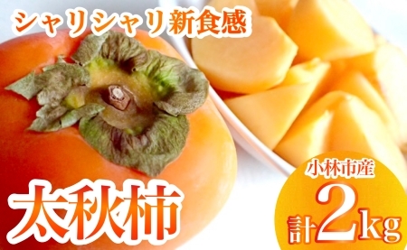 【産直もぎたて】太秋柿（2kg）
