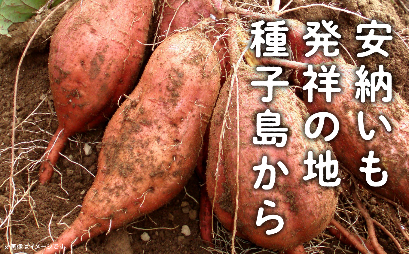 《先行予約》 種子島 安納いも さつまいも 3kg 焼きいも 焼き芋 本場 安納芋 Qさま キューさま さつま芋 甘い ねっとり スイーツ おやつ グルメ お取り寄せ おせち 人気 種子島産 返礼品