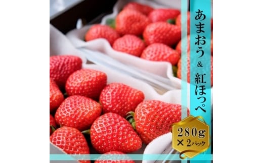 いちご いちごの王様 あまおう＆紅ほっぺ 各1パック (280g×2) イチゴ 苺 果物 デザート ベリー畑 福田ファーム ※配送不可：沖縄、離島