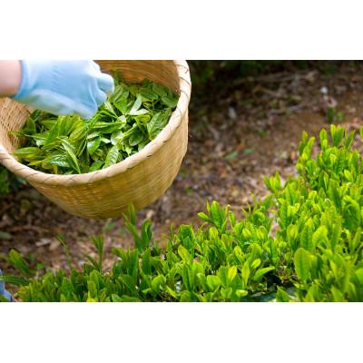 ふるさと納税 掛川市 手摘み 深蒸し掛川茶 天心 100g×3缶セット 箱入包装 |  | 02