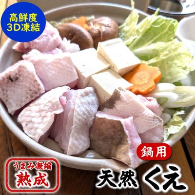 幻の高級魚 天然本クエ鍋用 1.6kg(6-7人前)熟成 旨味凝縮 高鮮度3D凍結 大型使用【配送不可地域：離島】【1546654】