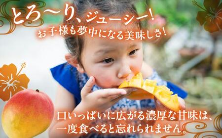 【先行予約】アップルマンゴー12kg　2回に分けて発送