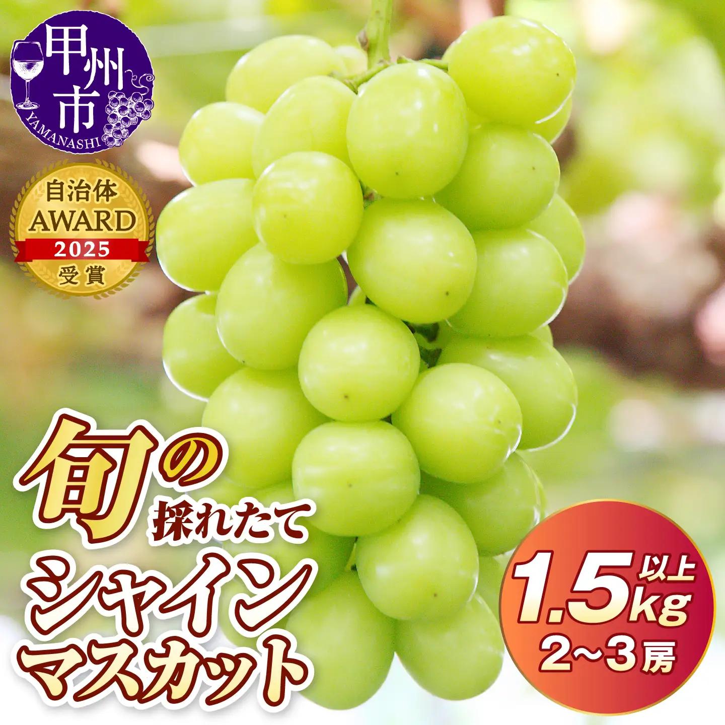 ★旬の採れたて大粒シャインマスカット1.5kg以上（2～3房）【2026年発送】（HO）B13-150