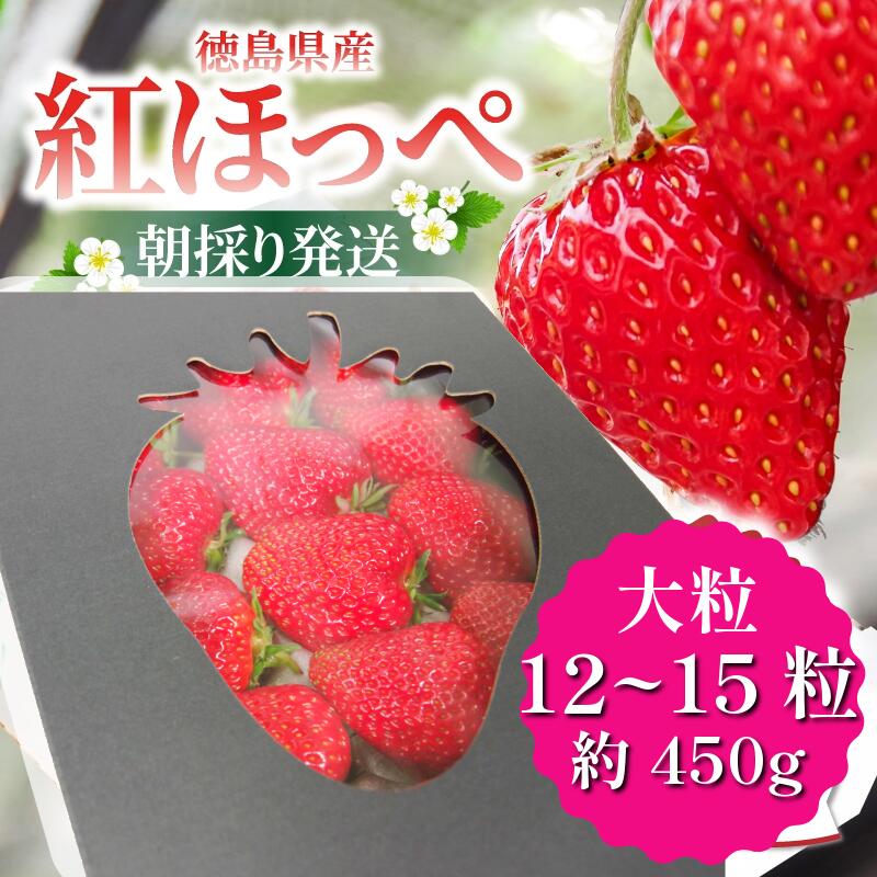 【ふるさと納税】 いちご 紅ほっぺ 贈答用 大粒 12～15粒入り 約350g 冷蔵 朝採れ 苺 春 旬 四国 徳島 小松島 期間限定 産地直送 フレッシュ イチゴ フルーツ 果物 国産 ふるさと人気 限定出荷 いちご 苺 イチゴ 大粒 苺 旬 産地 直送 国産 ベリー 人気苺 ふるさと納税苺