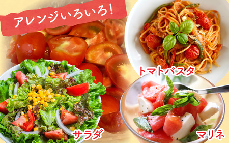 【先行予約】甘くて皮が薄く食べやすい　福井市産ミディトマト『越のルビー』2kg以上【2026年6月上旬より順次発送予定】 [A-180003]/ 福井市産 農家直送 とまと トマト フルーツトマト ミ