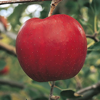
                  ＜訳あり＞ りんご 「葉とらずサンジョナ」 家庭用 金賞受賞 約10kg【1074181】
                