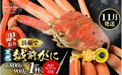 【訳あり】≪浜茹で≫ 天然 越前がに 約800g～900g × 1杯 かにスプーン付き  はるか丸厳選！【足折れ】【冷蔵 本場の味 ボイル 越前ガニ 蟹 茹で ずわいがに ズワイガニ 福井 日本海】[m36-x004_11]