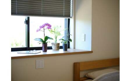 小さな 胡蝶蘭 2本立ち 鉢 付き 1鉢 ranto Mサイズ 【 胡蝶蘭 】