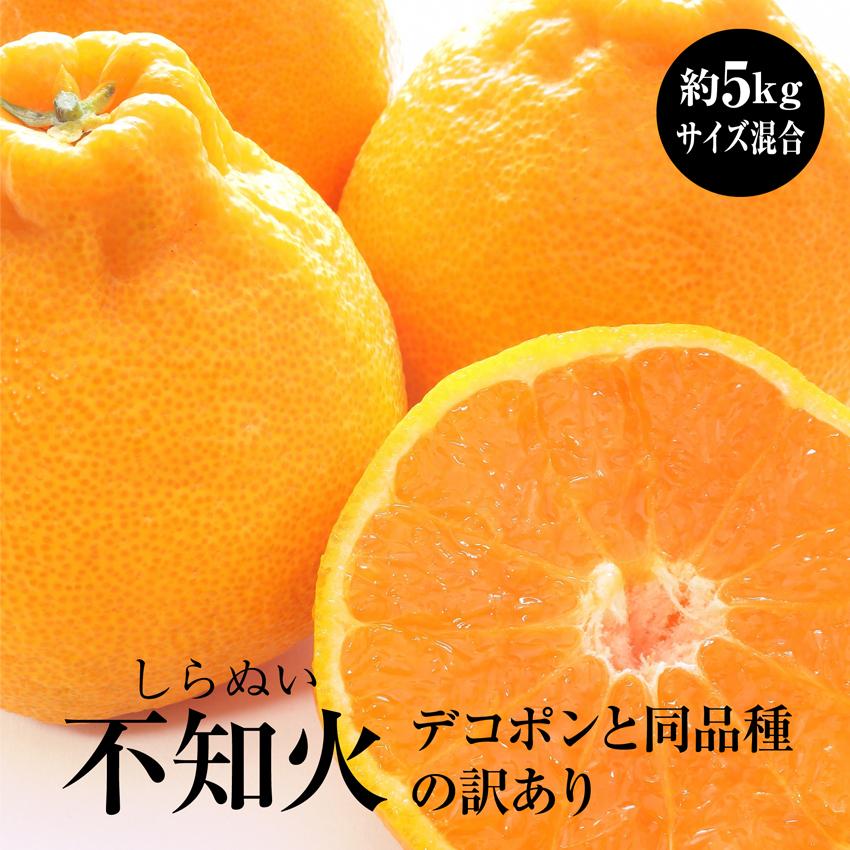【ふるさと納税】訳あり しらぬい (不知火) 約5kg サイズおまかせ