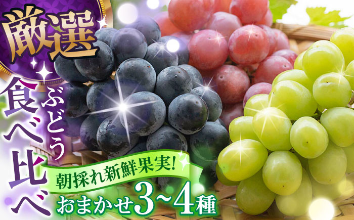 
            【先行予約】 シャインマスカット ぶどう おまかせ食べ比べ セット 3〜4種（各1房） 日田市 / いのうえぶどう園 [ARDO001]
          