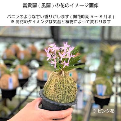 ふるさと納税 山口市 【日本の蘭】富貴蘭　風蘭　白丸陶器鉢 D055 |  | 03
