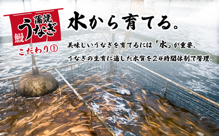 【 父の日ギフト 】【化粧箱入り】【 訳アリ 】 国産うなぎ 蒲焼き 3尾 セット ( 380g ) 大きさ の不揃い 山椒付き ウナギ 鰻 ふぞろい 不揃い うな重 ひつまぶし 人気 茨城 八千代町