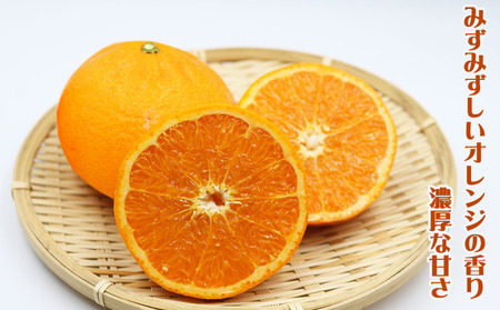 【数量限定・先行予約】もぎたて樹上完熟！『訳あり せとか』５kg　[0014-0029]