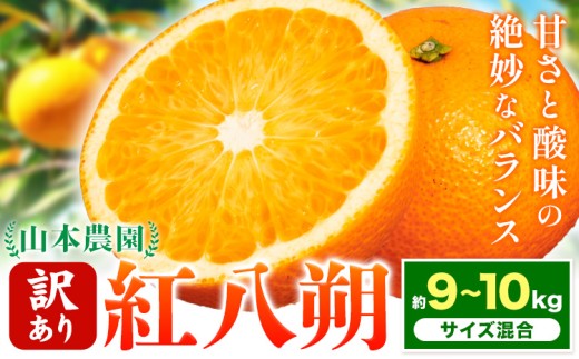 【訳あり】紅八朔 約9~10kg ( サイズ混合 ) 山本農園 《2027年2月上旬-4月上旬頃出荷》 和歌山県 日高川町 紅八朔 八朔 はっさく 柑橘 フルーツ 果物