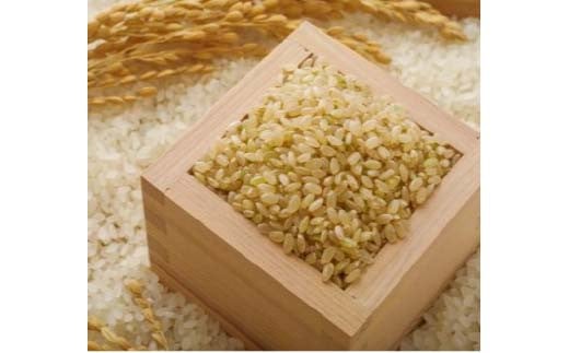【令和7年産】 山形県産 はえぬき 玄米 10kg（5kg×2） 米 コメ こめ F3S-2699