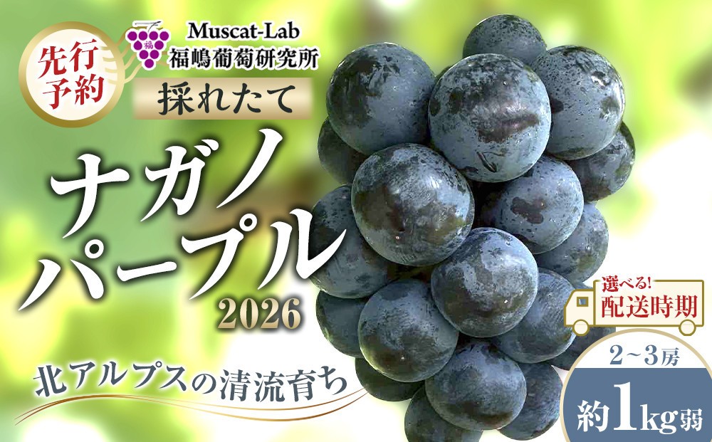 
                  【先行予約】 2026 ナガノパープル 2房～3房 約1kg弱 長野県産 【選べる配送時期】国際特許有機肥料栽培｜ ナガノパープル 果物 ぶどう フルーツ  大粒  人気 おすすめ 葡萄  ギフト 送料無料 長野県 大町市
                
