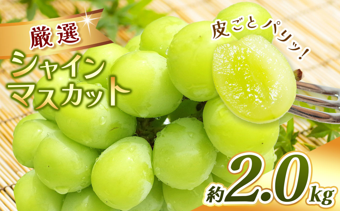 
            【2025年発送先行予約】 厳選シャインマスカット約2.0kg｜ふるさと納税 長野県 松本市 信州 シャインマスカット ぶどう フルーツ 果物 甘い 種なし 期間限定
          
