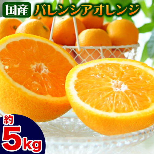 【ふるさと納税】【レビューキャンペーン】国産バレンシアオレンジ 約5kg 主井農園《6月上旬-8月中旬頃出荷》 和歌山県 日高町 果物 フルーツ オレンジ 柑橘 みかん 蜜柑 おれんじ 送料無料
