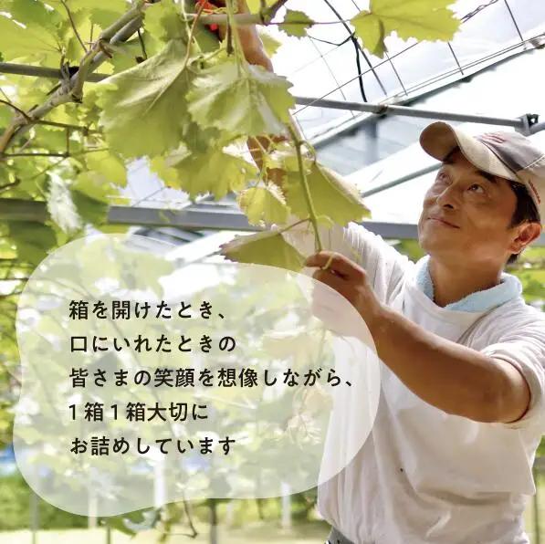 【２回定期便】 シャインマスカット 岡山県産シャインマスカット3-5房入×２回/全便計4.0kg～ 【KF-T046-03】