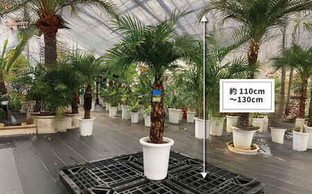 観葉植物 フェニックスロベレニー ロベ 8号（鉢下から葉先まで約H110cm～130cm）041-01-1 観葉植物