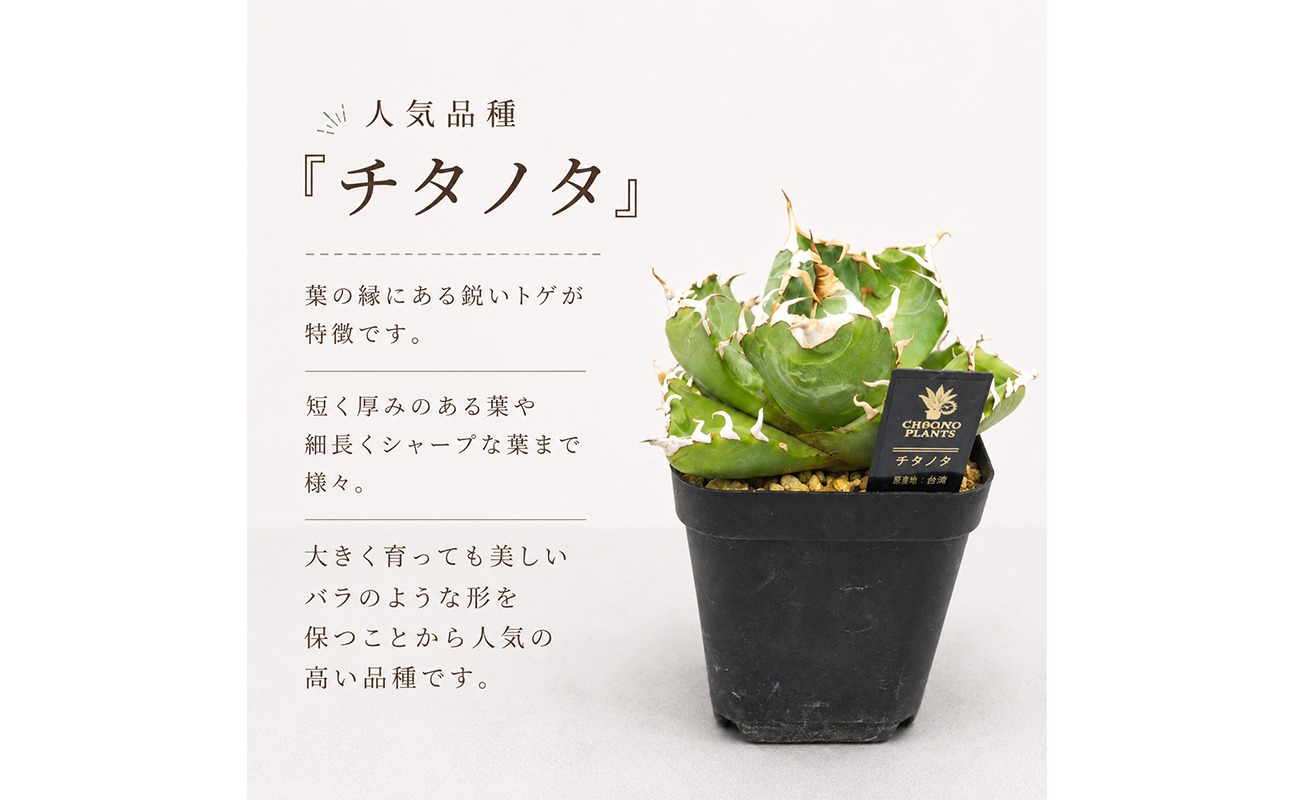 アガベ 2種 植物 インテリア ガーデニング 実生株 ハイブリッド 交配種 人気 インテリアグリーン 多肉植物 観葉植物 グリーン リラックス ドライガーデン 室内植物 香川県 丸亀市