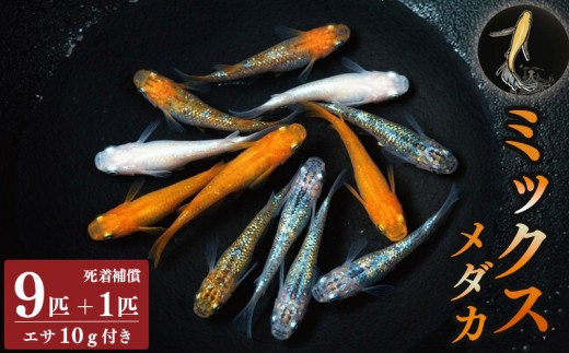 めだか ミックス 9匹 死着補償 +1匹 エサ付き ミックスメダカ めだかミックス 魚 生体 観賞用 ペット 観賞魚 かわいい 母の日 父の日 プレゼント ギフト 贈り物 贈答 徳島県 三好市 みよしめだか