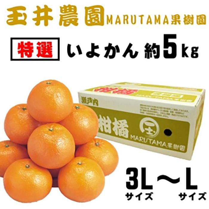 【ふるさと納税】 【先行予約】【2026年2月上旬頃発送】【特選】玉井農園のいよかん 5kg （3L〜Lサイズ） 愛媛 みかん 先行予約 蜜柑 柑橘 果物 くだもの フルーツ お取り寄せ グルメ 期間限定 数量限定 人気 おすすめ 愛媛県 松山市