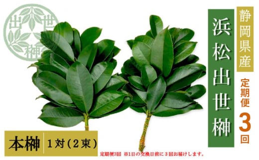 【定期便3回】榊 浜松出世榊 本榊 純国産 1対（2束）×3回※1日交換に間に合うように配送 国内産 日持ち 大きい 艶やか 肥料のみ使用 農薬不使用 定期便 浜松市 静岡県 [№5360-0502]