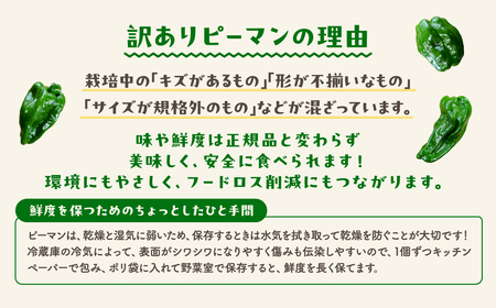 農家さん応援！ 【訳あり】 ピーマン 1kg JGAP取得 農家直送 冷蔵便 野菜 新鮮 BBQ 焼肉 国産 おすすめ 送料無料 緊急支援品 生活応援 コロナ支援 福島県 田村市 株式会社Mファーム