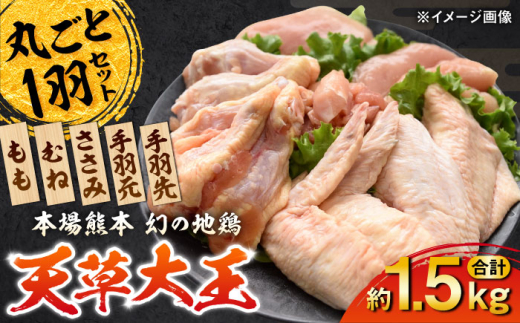 天草大王 1羽まるごとセット 計約1.5kg 鶏肉 セット もも むね ささみ 手羽先 手羽元 天草大王 鶏肉 まるごと 【一般社団法人クラッシーノこうし】 [AYAB011]