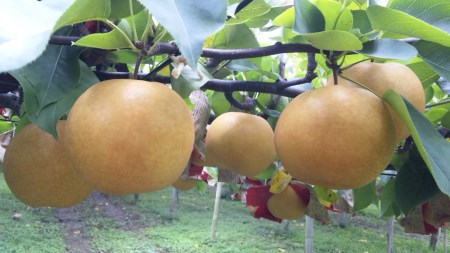 新潟特産 和梨と幻の洋梨ル・レクチエ セット《2023年11月中旬～お届け》（新興梨 3個 ルレクチエ 4個）果物 フルーツギフト 冬の味覚 産地直送加茂市 山伴しなの川フルーツガーデン ルレクチェ 