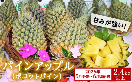 【先行予約】【2026年5月中旬～6月頃配送】今帰仁産パインアップル（ポコットパイン）2.4㎏以上
