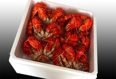 【北海道根室産】花咲かに500～650g×6尾 D-30043