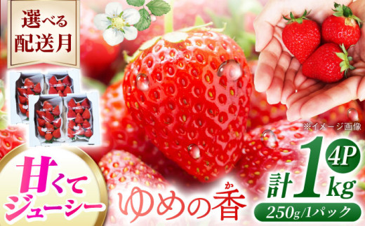 【2026年5月配送】 長崎県産 いちご ゆめの香 約1kg（250g×4パック）長崎県/わたる農園 [42AABB001] くだもの 果物 フルーツ いちご イチゴ 苺 ゆめの香 ゆめのか 1キロ 1kg 長崎 長崎県 お取り寄せ おすすめ 農家 産地 直送