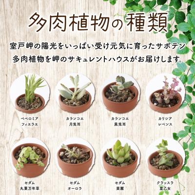 ふるさと納税 室戸市 ブーツ鉢に植える! 多肉植物の寄せ植えセット (片足) 多肉植物5本〜10本入り |  | 01