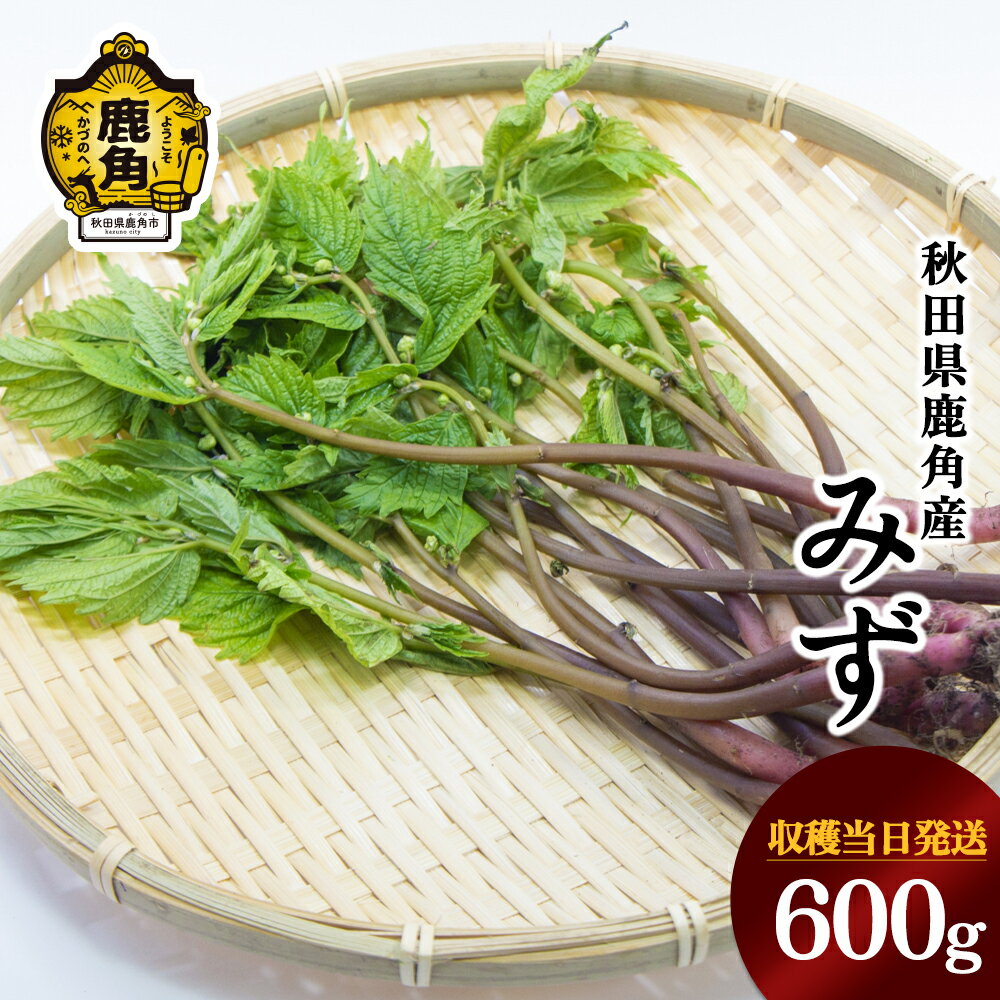 【ふるさと納税】《 先行予約 》 山菜 みず 約 600g 秋田県鹿角産 収穫当日発送 旬 鹿角産 国産 山菜 ミズ 春の味覚 新鮮 お中元 お歳暮 お取り寄せ 贈り物 贈答用 グルメ ギフト 秋田県鹿角産 送料無料 【恋する鹿角カンパニー】