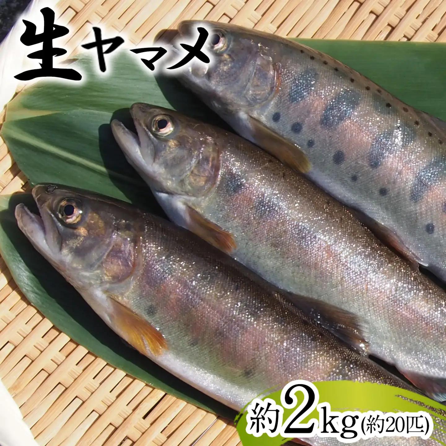 ヤマメ 2kg 山江村ヤマメ生産組合