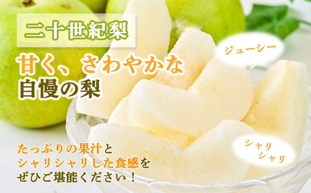 【先行予約・数量限定】ハウス二十世紀梨 3kg【鳥取県産】（生橋農園）梨 鳥取 3kg 果物 フルーツ 和梨 先行予約 数量限定 詰め合わせ 二十世紀梨 20世紀梨 人気 甘い