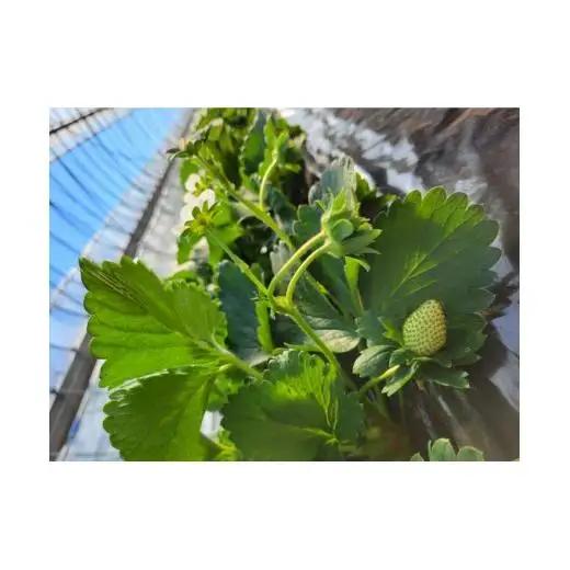 【2027年1月より発送】いちご専門農家直送！朝摘み収穫したての完熟とちおとめ2箱（1箱4パック入り）