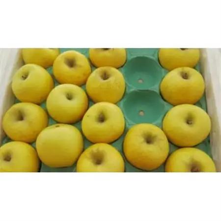 長野県産 りんご　シナノゴールド　約1.5kg(3～5玉程度)【1541949】