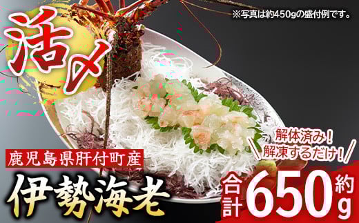 C47003 【活き〆冷凍】肝付町内之浦産伊勢海老(えっがね)の刺身(約650g) 鹿児島 国産 魚介 伊勢エビ 伊勢海老 伊勢えび いせえび イセエビ 刺身 お味噌汁 ギフト 贈答【網元】
