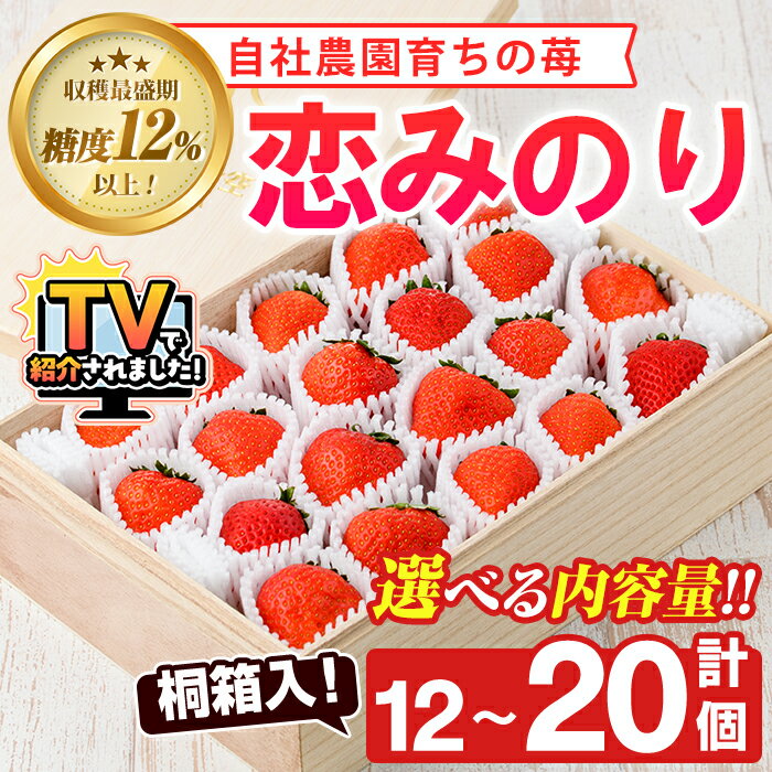 【ふるさと納税】＼テレビで紹介されました！／＜先行予約受付中！2026年1月以降順次発送予定＞＜内容量が選べる！＞桐箱入！自社農園産いちご 恋みのり(計12〜20個) 鹿児島 阿久根 果物 フルーツ イチゴ 苺 贈答用 ギフト 桐箱 デザート 期間限定【農園ガーデン空】