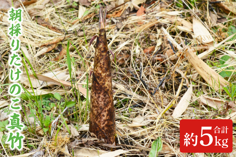【５月中旬発送開始】朝採りたけのこ 真竹 約 5kg (AA038-1)