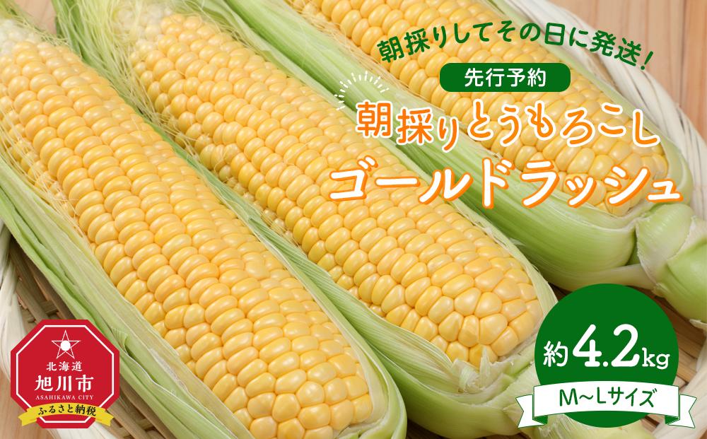 【26年先行予約】朝採り　とうもろこし　ゴールドラッシュ　約4.2kg（M～Lサイズ× 13本）（2026年8月中旬から順次発送予定）【 人気 北海道産 糖度 生 野菜 スイートコーン 産地直送 バーベキュー BBQ コーン 旬 お取り寄せ 旭川市 北海道 】_04658