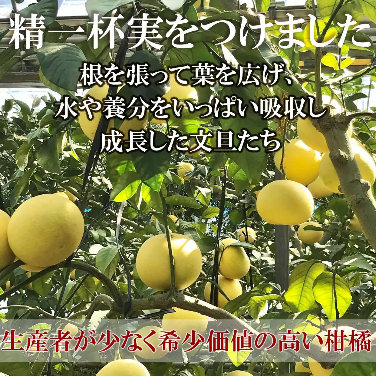 【先行予約】温室土佐文旦 Lから3L 約6kg（10から14個入り）〈2026年12月上旬から12月下旬頃〉高知県 土佐市【白木果樹園】 [BQAI040]