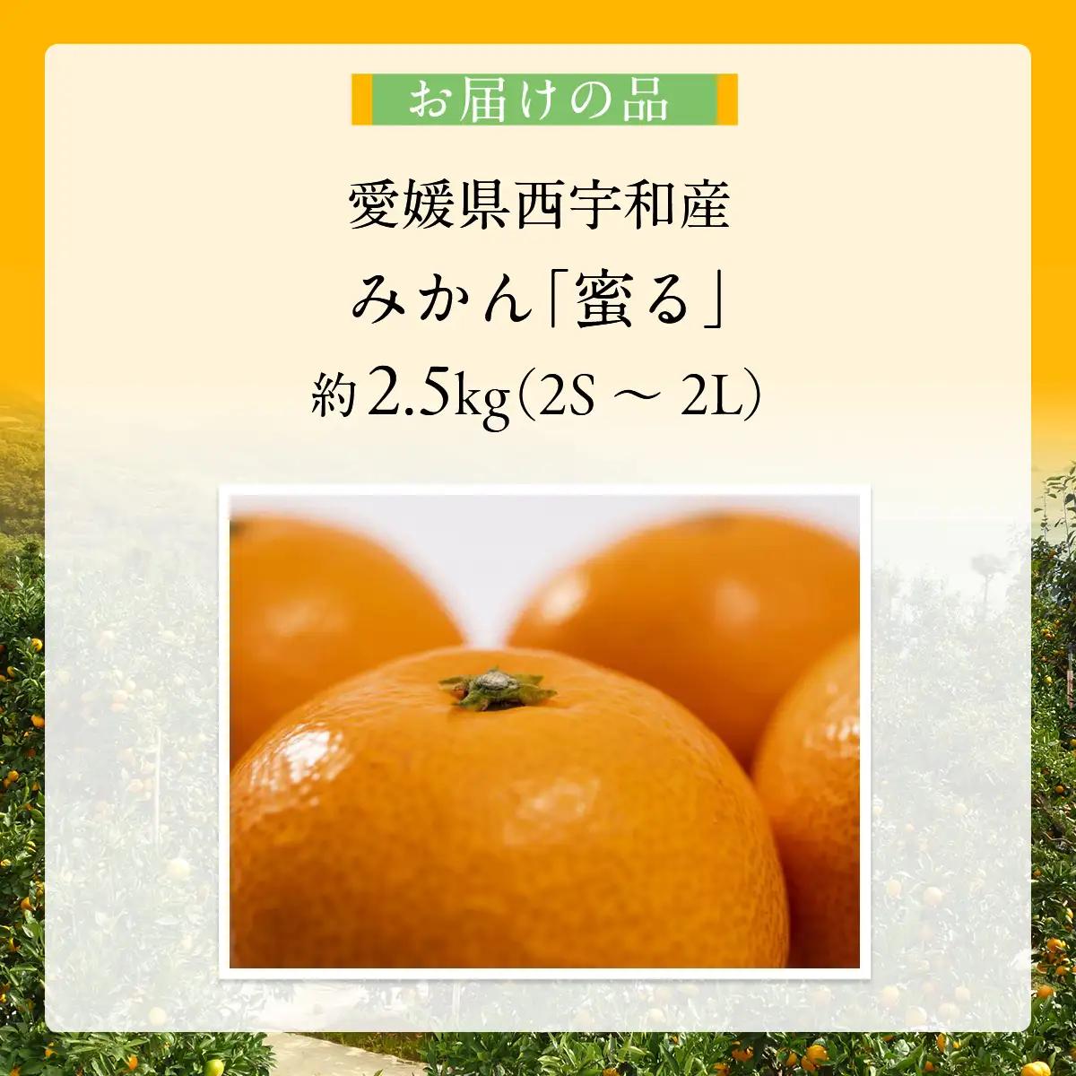 JAにしうわ みつる共選 「蜜る」2.5kg（2S～2L）※離島への配送不可（2026年11月中旬より順次発送予定） 【 柑橘 ミカン みかん 蜜る 生果 】 IKTBC003