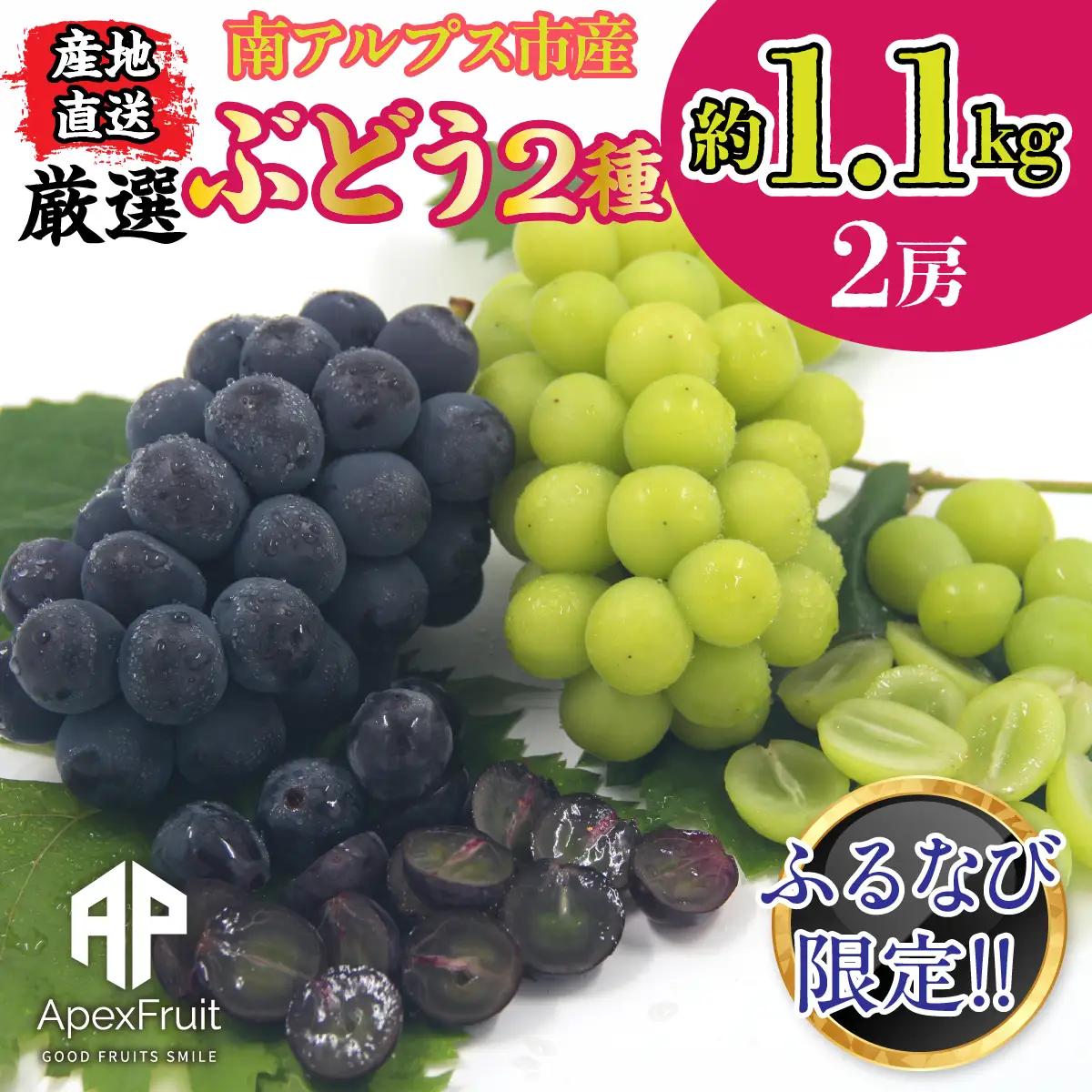 【ふるなび限定】【先行予約】厳選！南アルプス市産　ぶどう２種詰合せ　2房　約1.1kg ALPDD029-FN-Limited